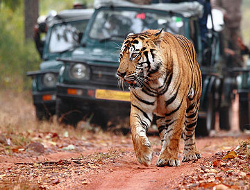 Tourist Attractions in Ranthambore